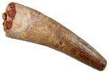 Fossil Spinosaurus Tooth - Feeding Worn Tip #344178-1